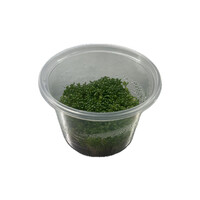 Elatine hydropiper | Klein glaskroos | in 100CC vitro cup