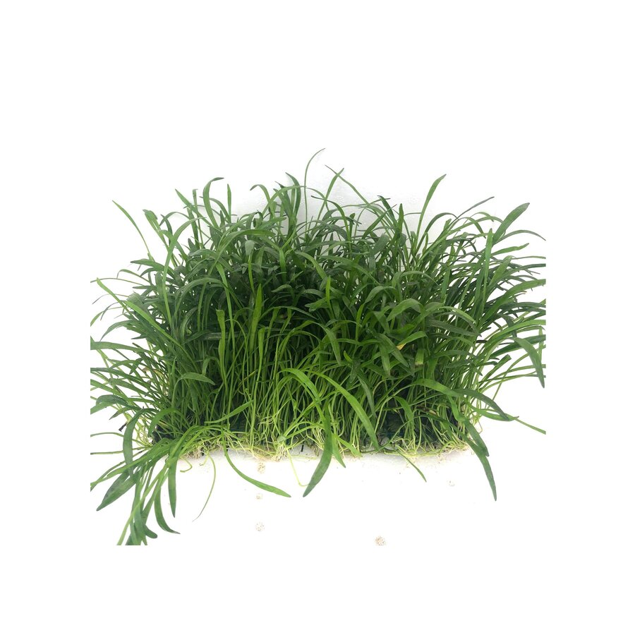 Lilaeopsis novea zealandia op stalen net