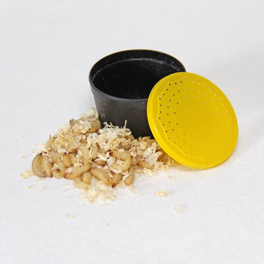 Wasmotlarven levend | doosje 10 stuks | zachte energierijke traktatie