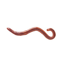 Mestpiertjes 35/45 stuks | levende mestwormen (Eisenia fetida)