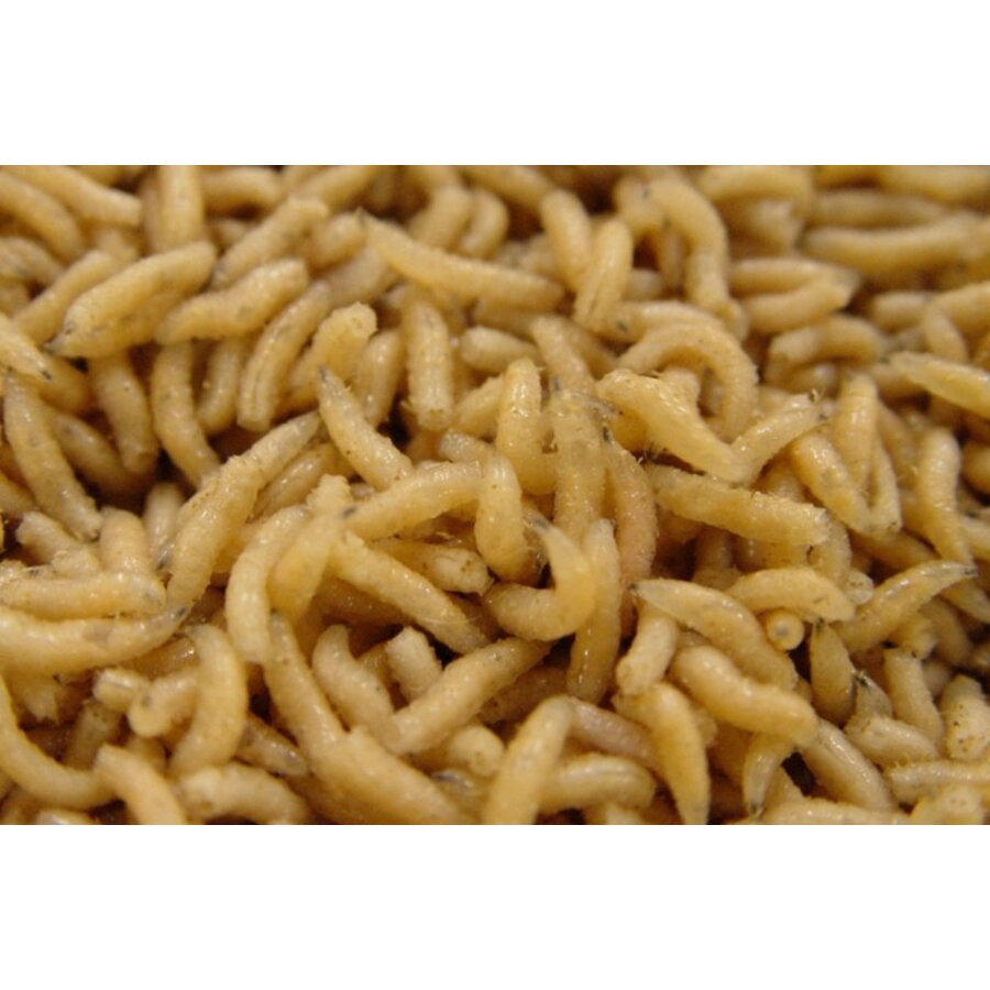 Levende Pinky's Maden | Mini Maden