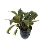 Cryptocoryne Petchii | Fazanteveertje | in 9CM pot