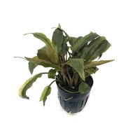 Cryptocoryne Petchii | Fazanteveertje | in 9CM pot