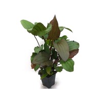 Echinodorus Red Devil | Rode Duivel | in 9CM pot