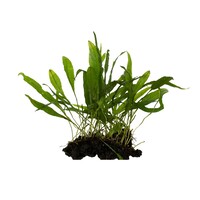 Microsorum Narrow Leaf  | Javavaren | in 9CM pot