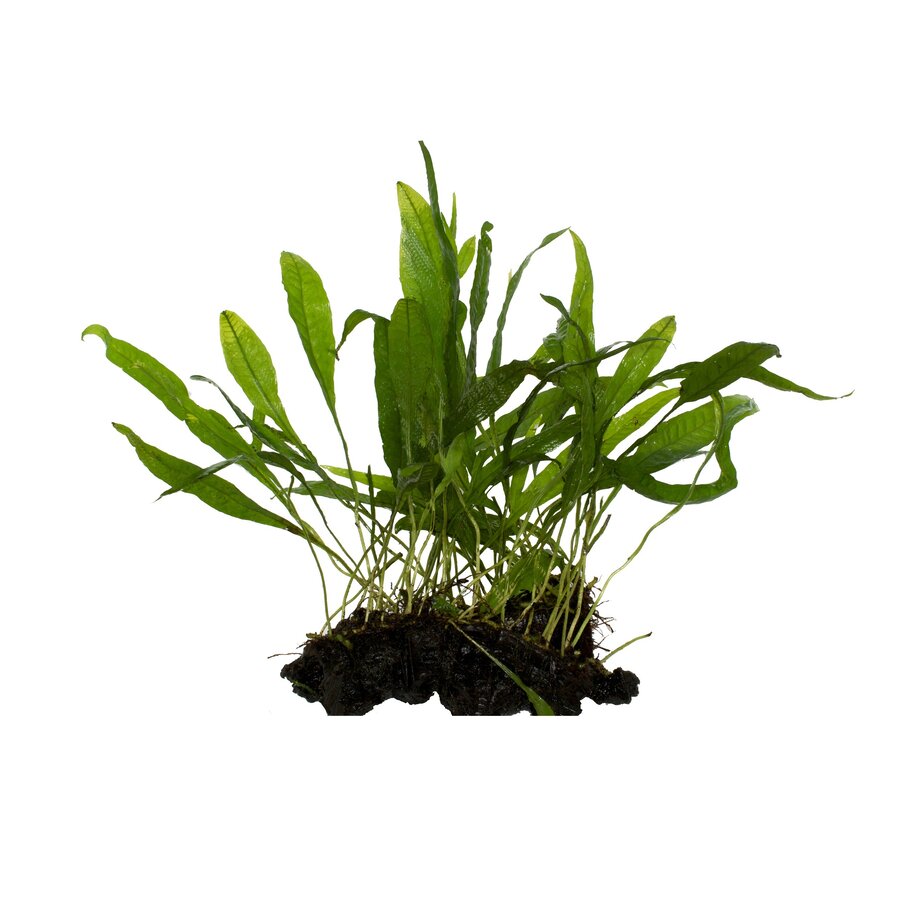 Microsorum Narrow Leaf  | Javavaren | in 9CM pot