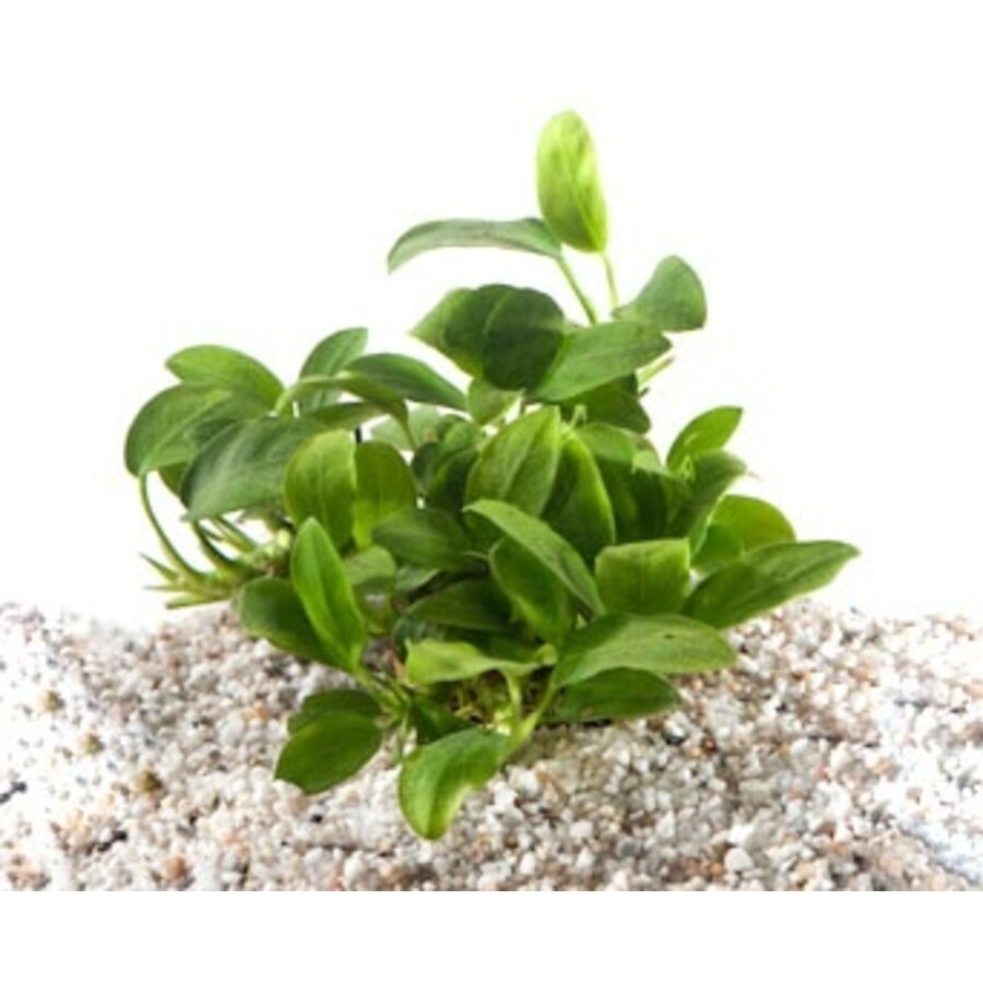 Anubias bonsai | Bonsai-Dwergspeerblad | In 5 cm pot