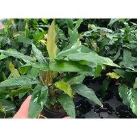 Anubias minima | Speerblad | in 5 cm pot