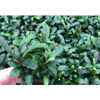 Bucephelandra sintang | In 5cm pot