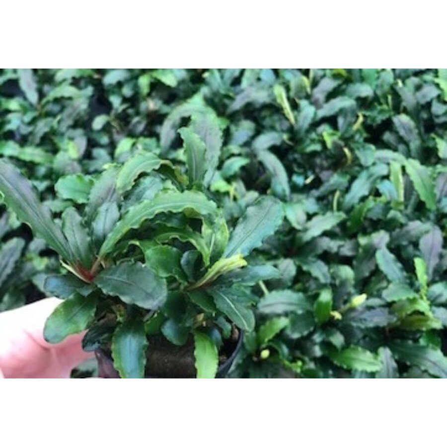 Bucephelandra sintang | In 5cm pot