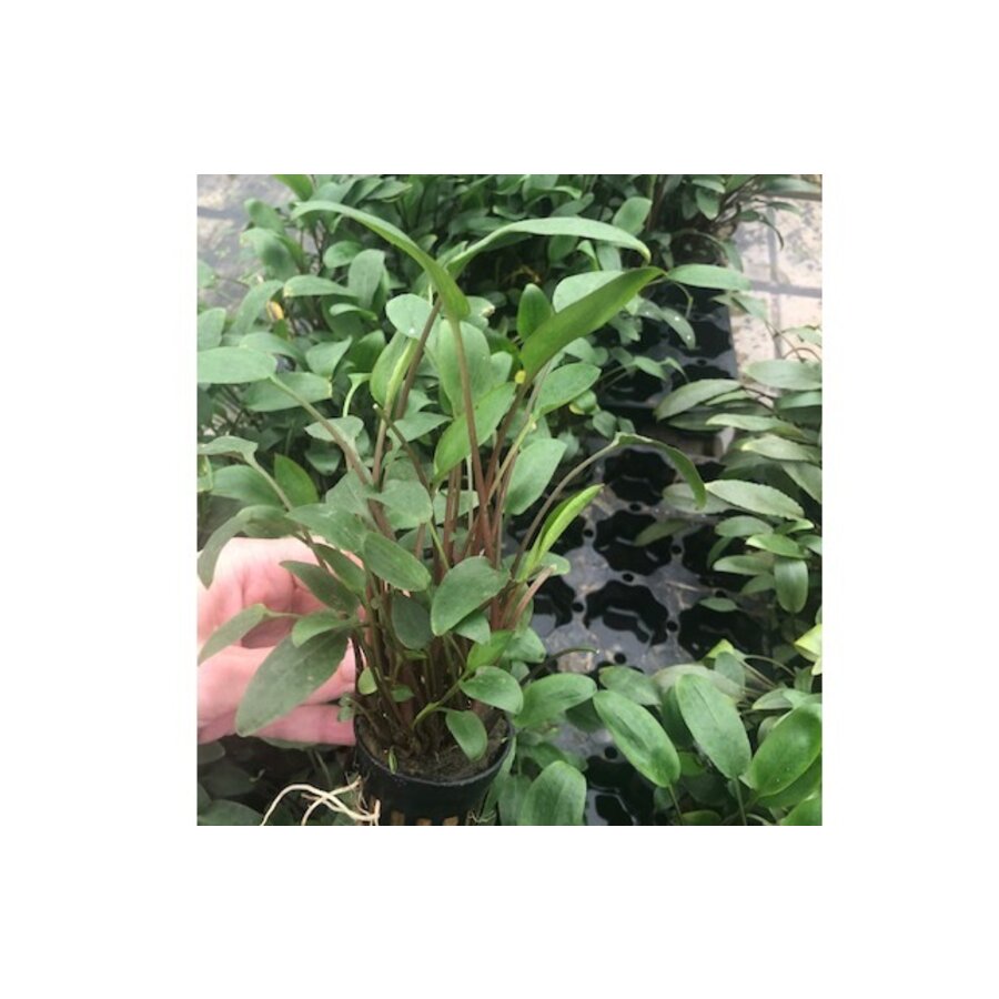 Cryptocoryne Bullosa in 5 cm pot