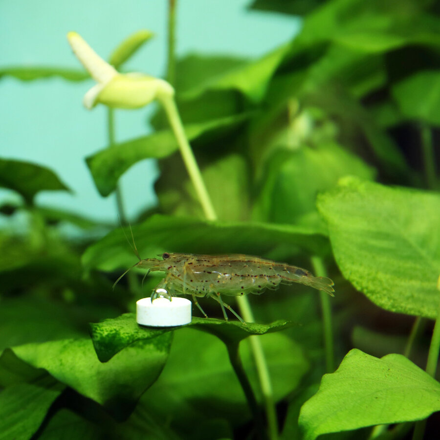 ProFlora Ferropol Tabs