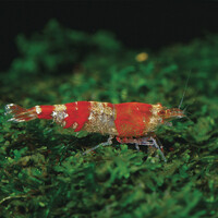 Biotopol C 100ML - Voor kreeften en garnalen