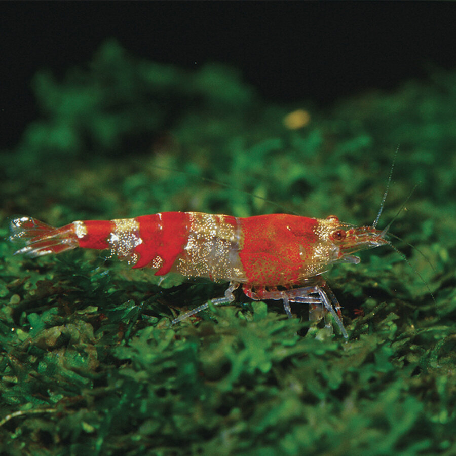 Biotopol C 100ML - Voor kreeften en garnalen