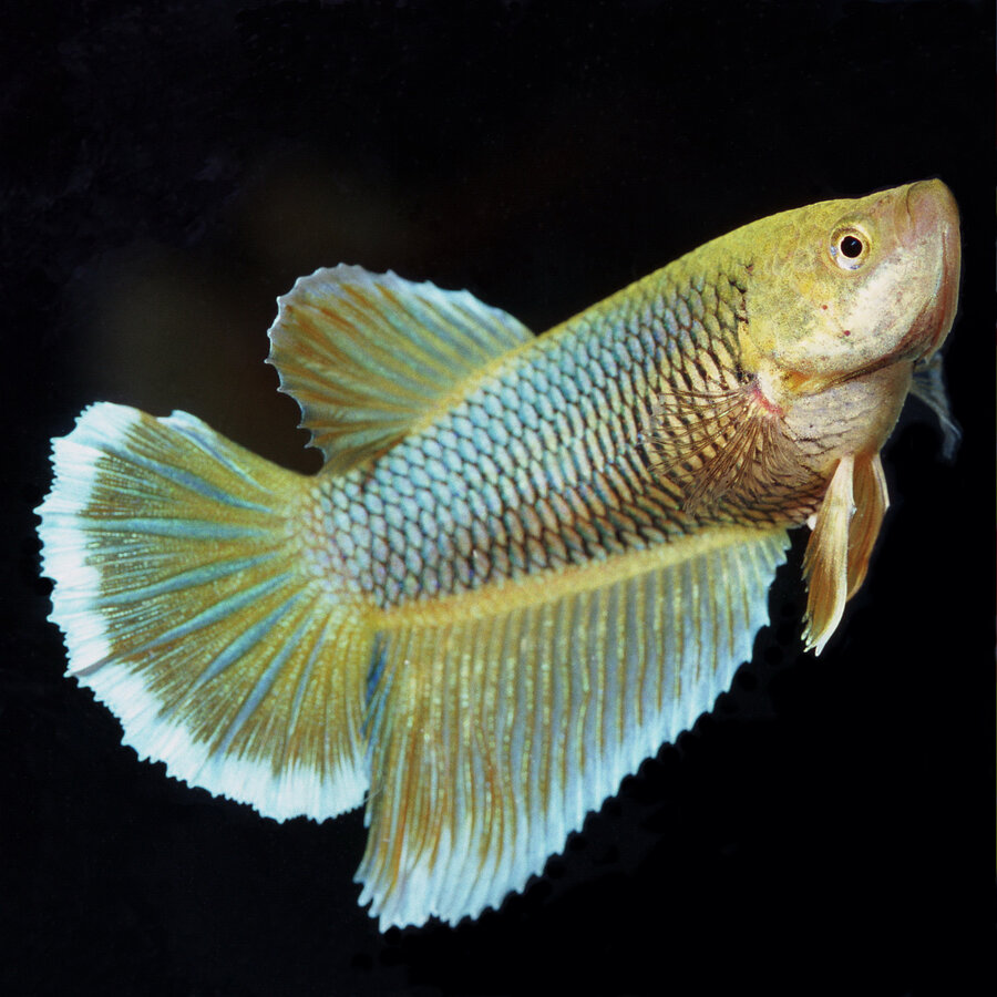 NanoBiotopol Betta 15ml