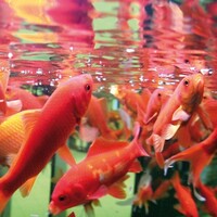 FilterStart Red - Bacteriestarter voor goudvissen