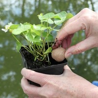 FloraPond - 8 Kogels