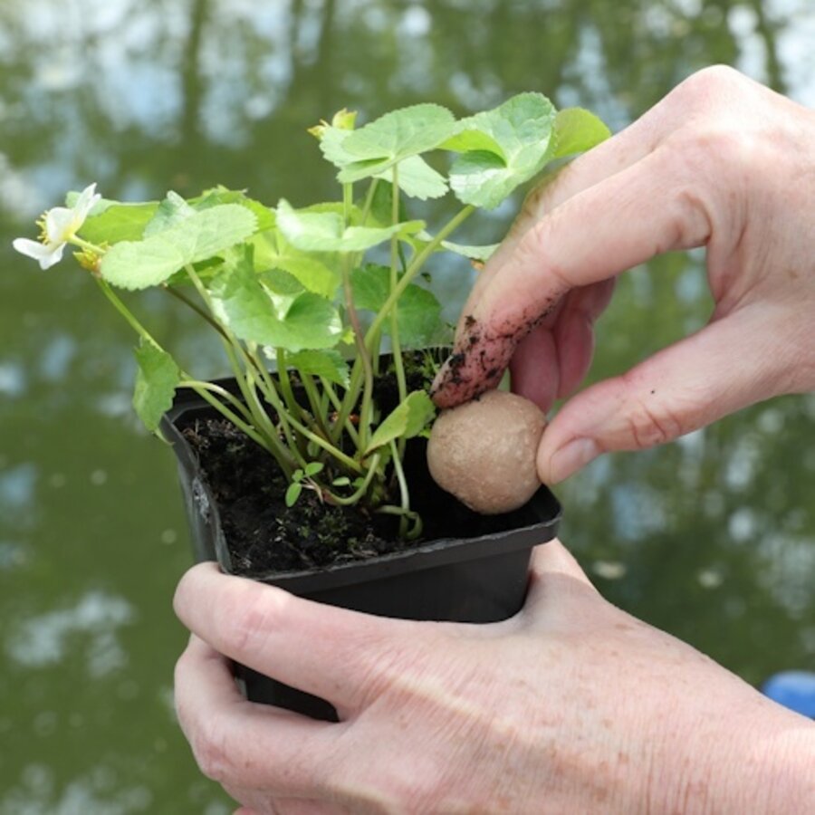 FloraPond - 8 Kogels