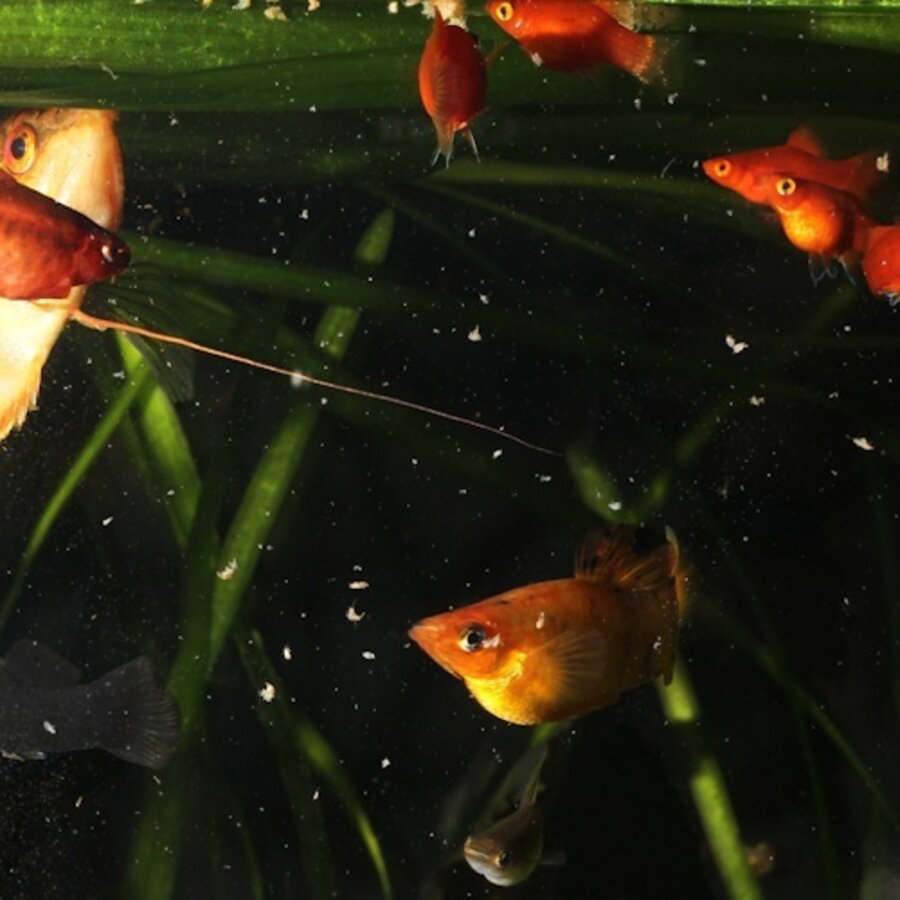 PlanktonPur M - 8 Sticks