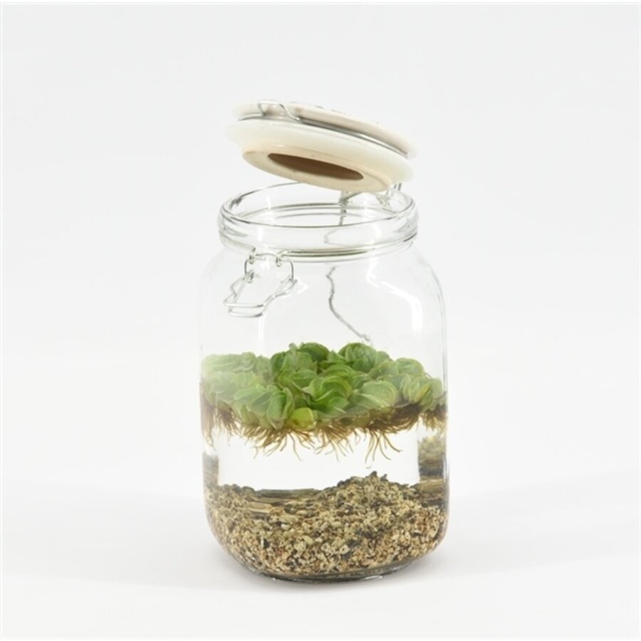 Weckpot Keramieke Deksel Met Aquariumplant
