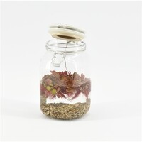 Weckpot Keramieke Deksel Met Aquariumplant