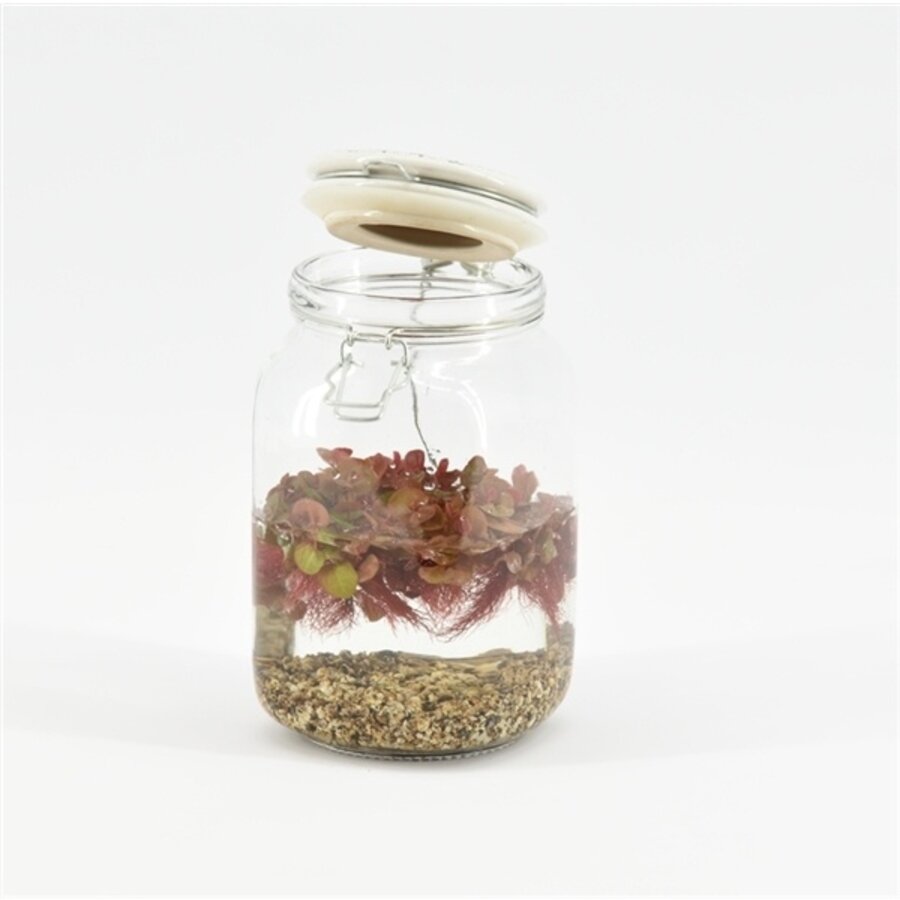Weckpot Keramieke Deksel Met Aquariumplant