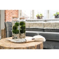 Chladophlora Aegagropphila 3 Stuks In Glas