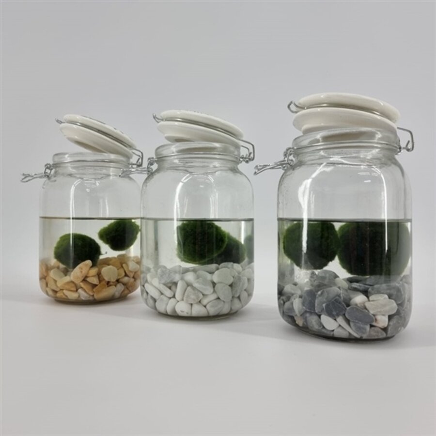 Weckpot Met 2 Bollen Chladophlora