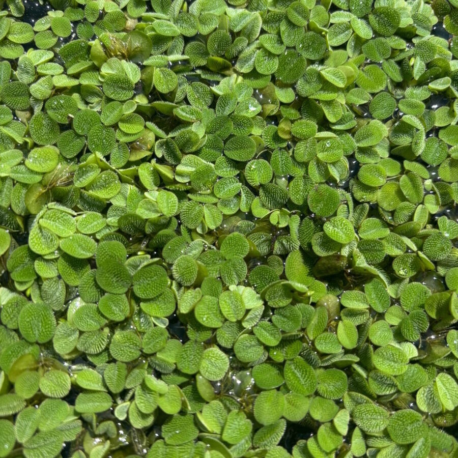 Salvinia Minima | Vlotvaren | Drijfplant