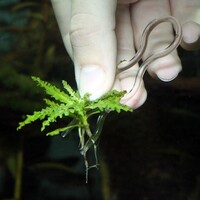 ProScape Plantis Pins - Plantenpennen