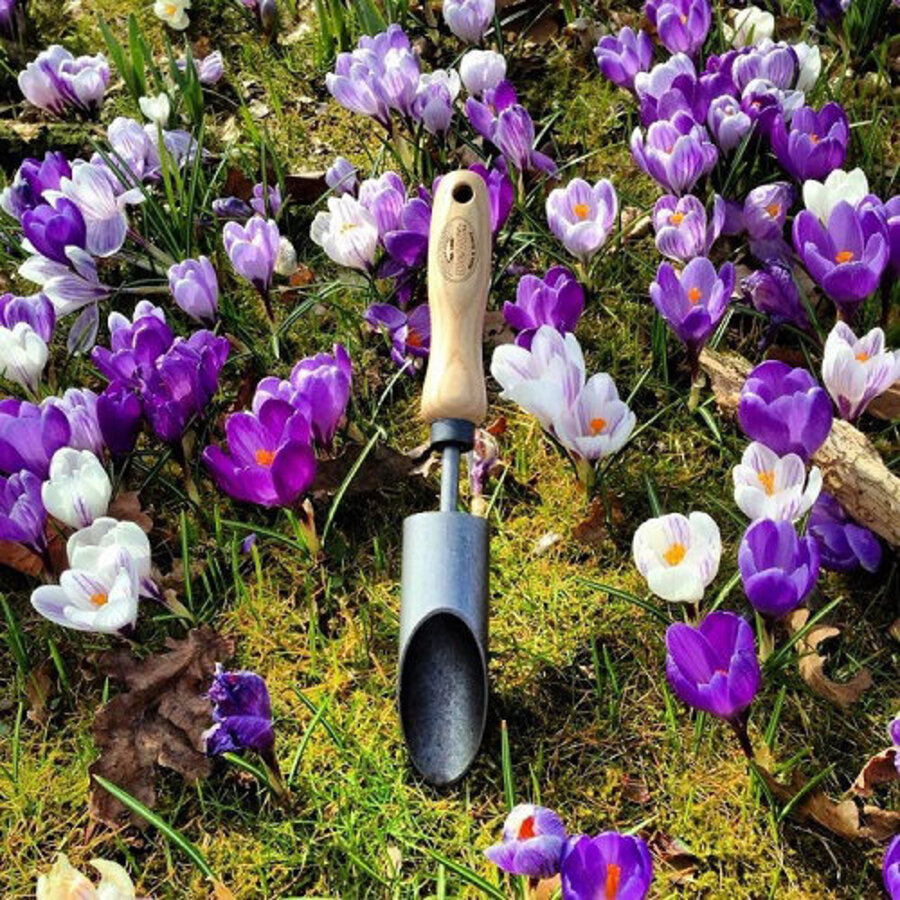 Bollenpoter Krokus Met Essen Handvat 14 Centimeter