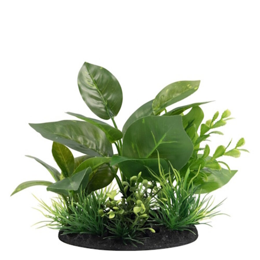 Deco Plant S