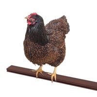 Kippenzitstok bruin 100 cm – set van 2