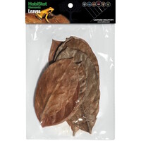 Bladeren Jackfruit 10 Stuks voor bioactieve terrarium bodembedekking