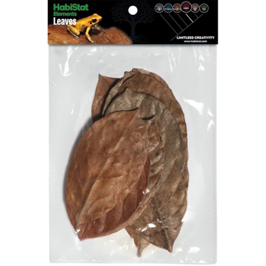 Bladeren Jackfruit 10 Stuks voor bioactieve terrarium bodembedekking