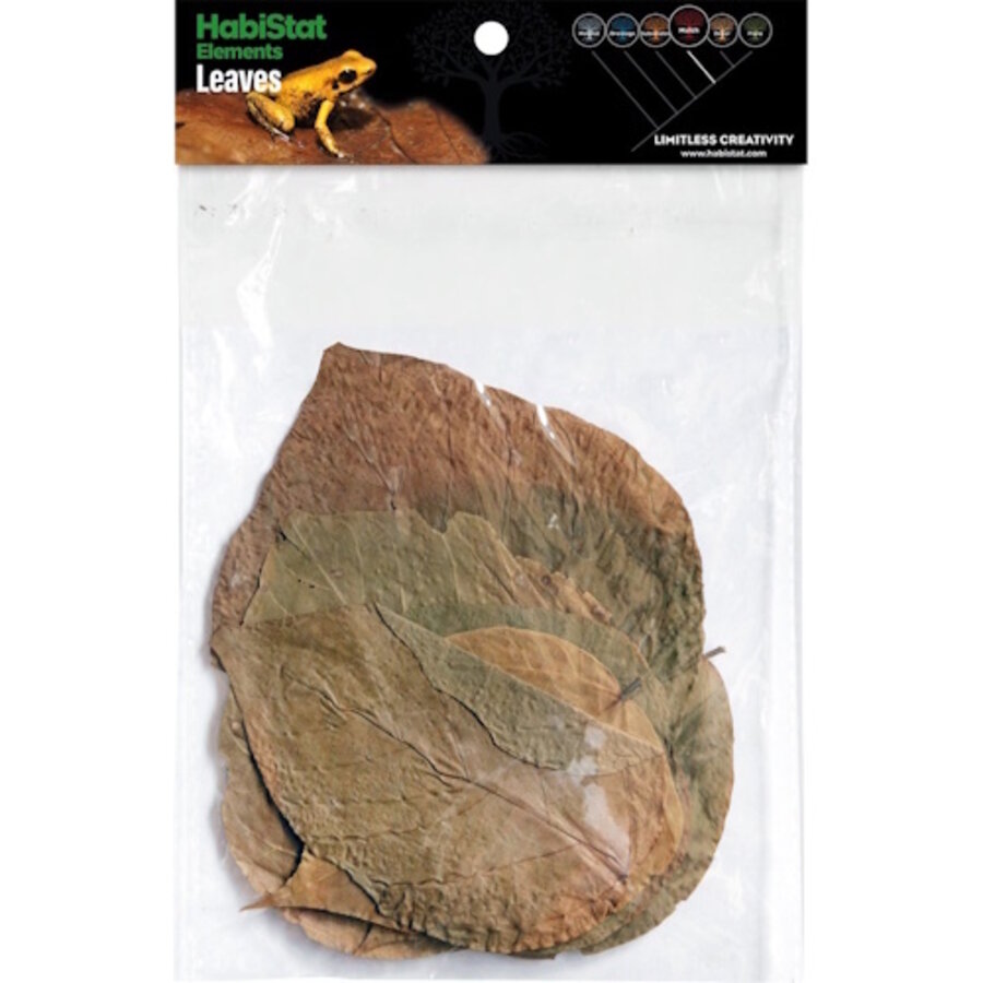 Bladeren Dadap 10 Stuks | natuurlijk bladstrooisel voor bioactief terrarium