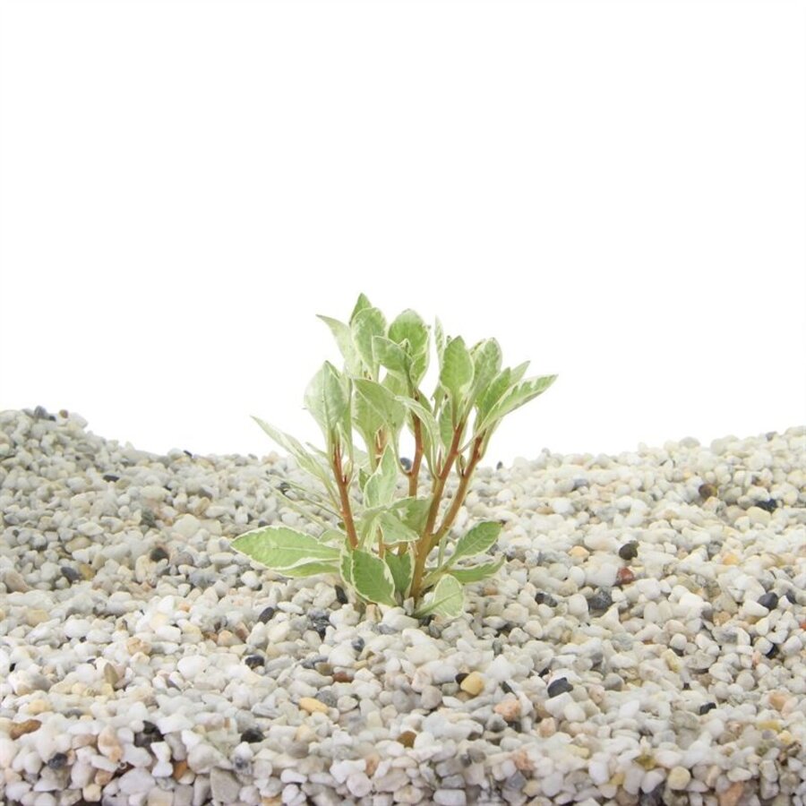 Ludwigia sp. White in 5 cm pot