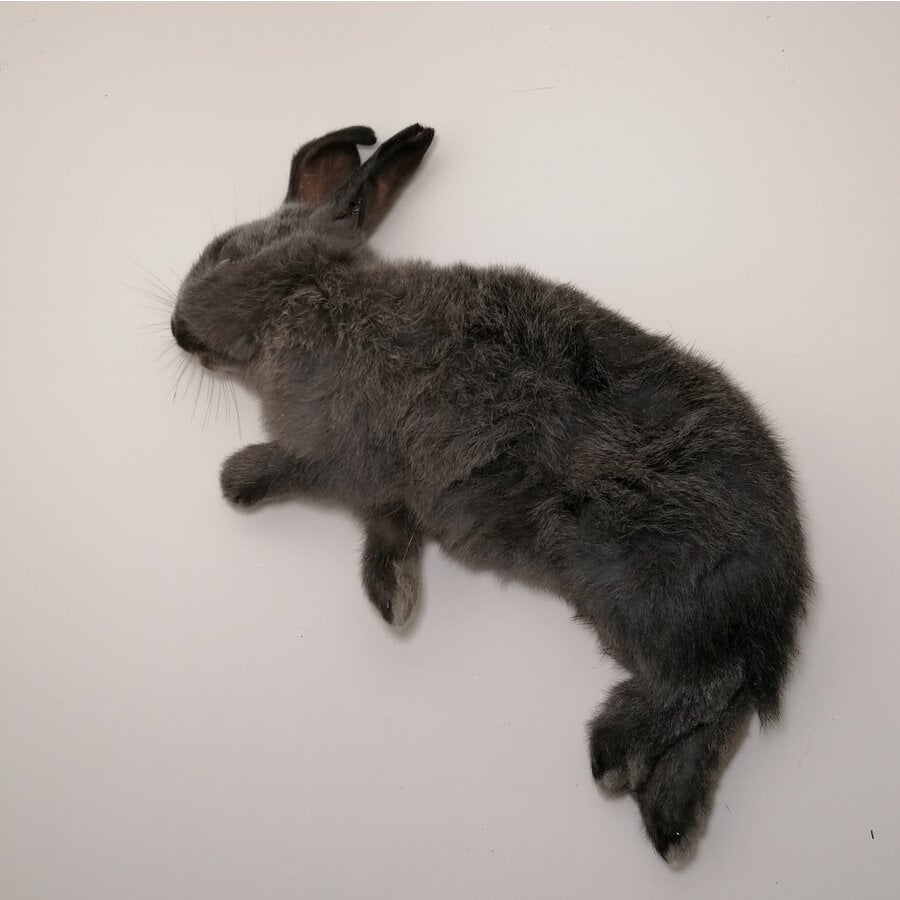 Diepvries konijn klein 300–700 gram