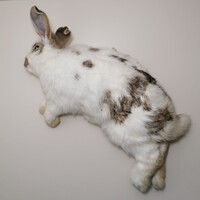 Konijn Groot - Diepvries (750–2500 gram)