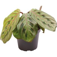 Calathea Leuconeura Red Stripe | In 5cm pot