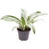 Dracaena Dragontree White Jewel | In 5 cm pot