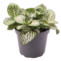 Fittonia Albivenis Mini White | In 5 cm pot