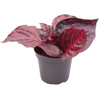 Iresine Herbstii Bloodleaf | In 5 cm pot