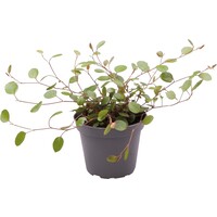 Muehlenbeckia Complexa | In 5 cm pot