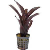 Neoregelia Amazon | In 5 cm pot