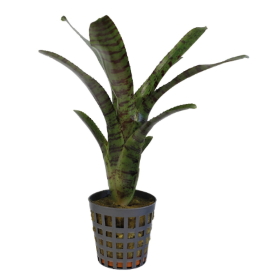 Neoregelia Ampullacea Tigrina | In 5 cm pot