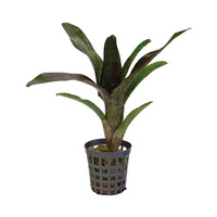 Neoregelia Atlantis | In 5 cm pot