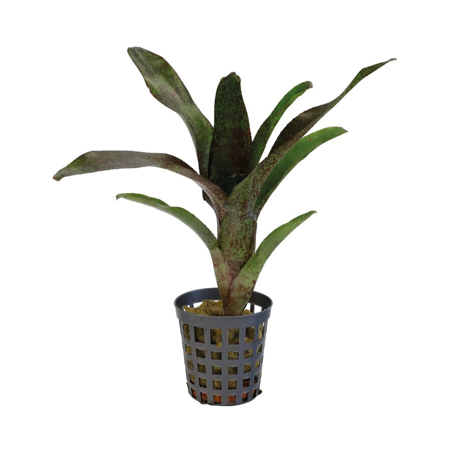 Neoregelia Atlantis | In 5 cm pot