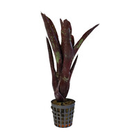 Neoregelia Hera Little Bright | In 5 cm pot