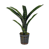 Neoregelia Rubrifolia 2 | In 5 cm pot